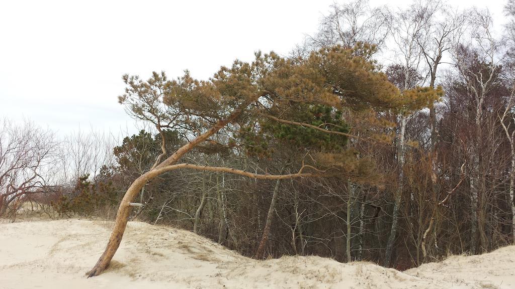 Ramaus Poilsio Apartamentai Palanga Cameră foto
